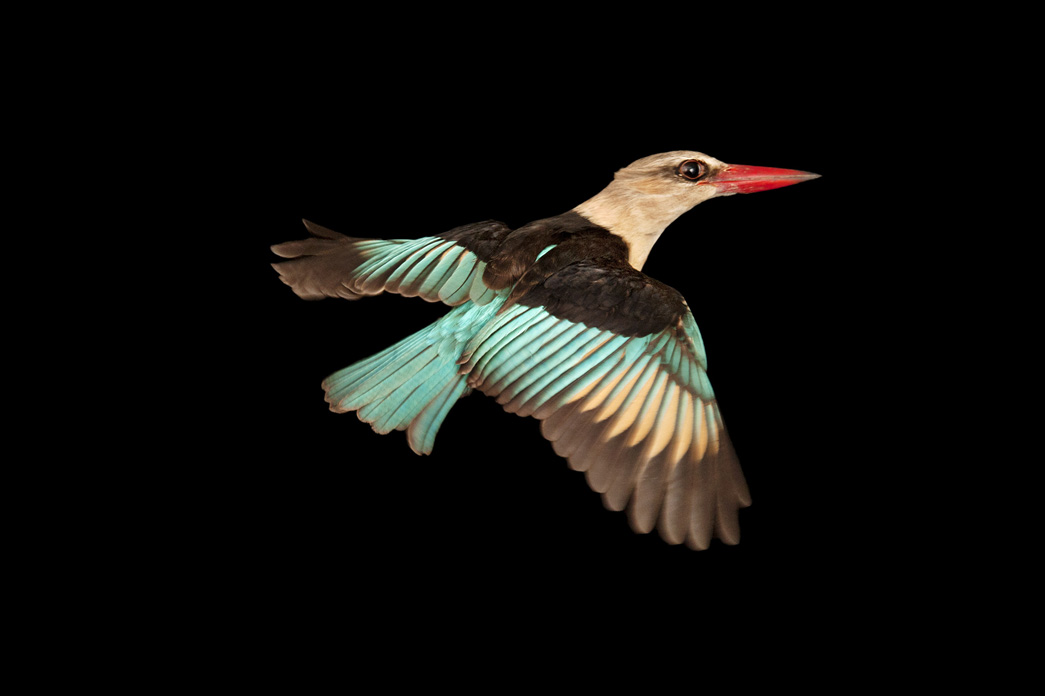 sartore kingfisher