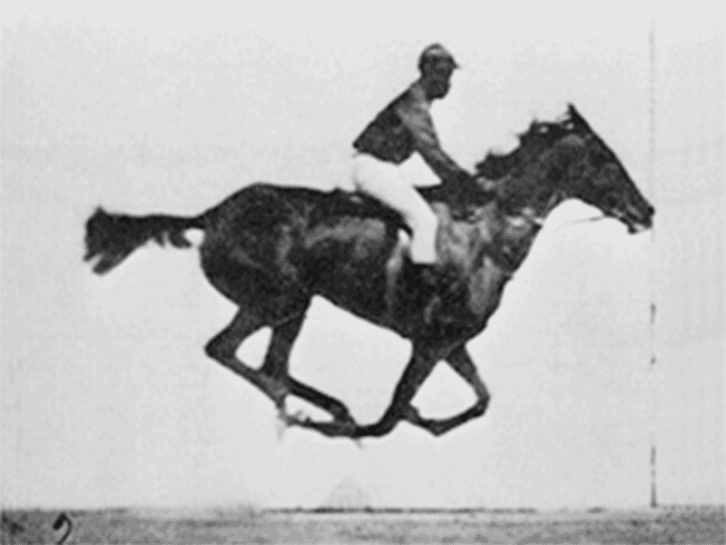 Muybridge race horse animated